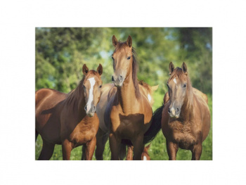 Картина по номерам арт. RA73508 Лошади 40*50 в кор.