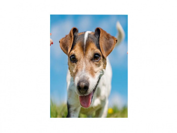 Картина по номерам арт. RA73622 Собака 40*50 в кор. Картина по номерам арт. RA73622 Собака 40*50 в кор.